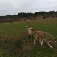 سگ سرابی نرو ماده