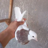 کبوتر طوقی|پرنده|قزوین, |دیوار