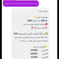 قالی کاشان|فرش|قشم, |دیوار