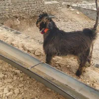 یک عدد کهر تخمی شش ماهه با یک عدد بره تخمی