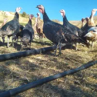 بوقلمون کوردی|حیوانات مزرعه|بانه, |دیوار