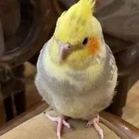 عروس هلندی مرواریدی|پرنده|رشت, پیرسرا|دیوار