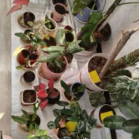 گل‌های طبیعی|گل و گیاه طبیعی|شیراز, درکی|دیوار