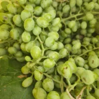 غوره