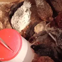 جوجه مرغ وخروس