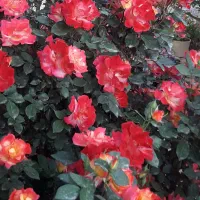 تمام سفارشات عرقیات پذیرفته می‌شود