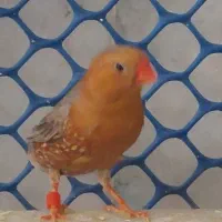 تعدادی فنج انگلیسی واورنج اروپایی|پرنده|خمینیشهر, |دیوار