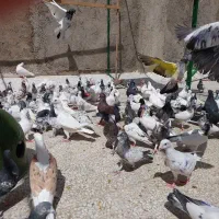 کبوترپاجفتی