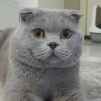 گربه نر اسکاتیش