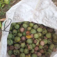 الو بخارا خورشتی+گردو+بادام
