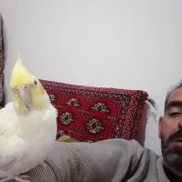 یه جفت عروس هلندی یکی کاملاً دستی با قفس