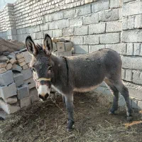 کره خر الاغ