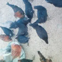 خلنگ و جوجه خروس
