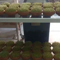 سبزه عید|گل و گیاه طبیعی|رشت, فرزانه|دیوار