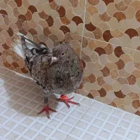 کبوتر سرور دم سفید