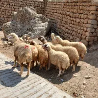 ۸عدد شک گوسفند شیره دار درجه ۱ یک آبستن