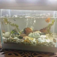 آکواریوم کوچیک‌
