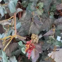 درختچه انگور