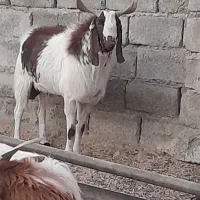 نری کهره نربره بز زاییده معاوضه باپژومزدا.درارزویه