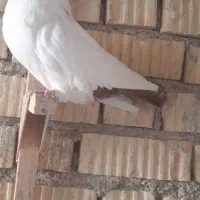 هملت امریکایی اصل|پرنده|جنت, |دیوار