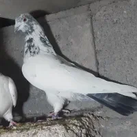 ۶جفت نروماده پرشی