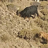 بز و گوسفند|حیوانات مزرعه|مشگین شهر, |دیوار