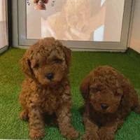 توی پودل ۱۰۰٪ اصیل از مولدین وارداتی