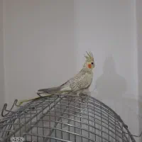 عروس هلندی ماده|پرنده|تهران, دستغیب|دیوار