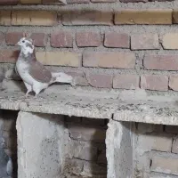 گرگی کاکولی