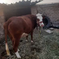 گاو