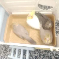 جوجه عروسکی هلندی
