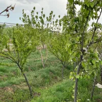 300مترباغچه-اب-و-برق-سهیلیه-زعفرانیه-اقبالیه