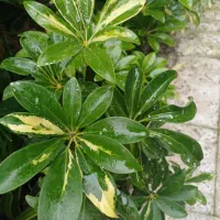 برگ انجیری|گل و گیاه طبیعی|بندر انزلی, کوی واحدی|دیوار