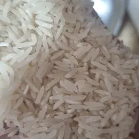 برنج فجر 90 روزه امساله