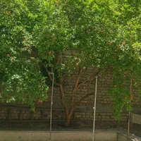 اجاره مسکونی ۱۲۰ متر ۱ خواب حیاط در اختیار حکیمیه