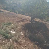 باغ ویلا تاف