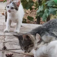 واگذاری رایگان 4 بچه گربه|گربه|کرمان, |دیوار