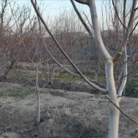 باغچه ۵۱۰ متری در رباط کریم