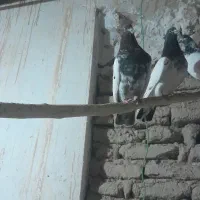 کبوتر کله دار|پرنده|رزن, |دیوار