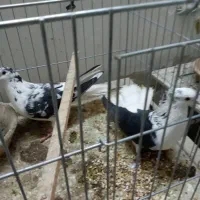 دبحر دمگیر اس