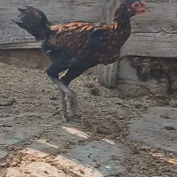 فروش جوجه دورگ محلی