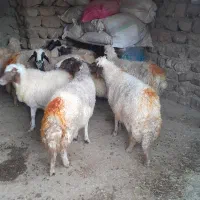 ۱۰عدد گوسفند شک شیره دار پستان کرده سنگین|حیوانات مزرعه|کارزان, |دیوار