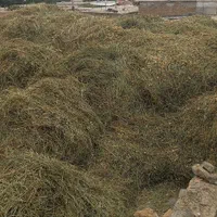 شبدر چن دوم