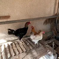 تخم مرغ لاری و محلی نطفهدار|حیوانات مزرعه|خورموج, |دیوار