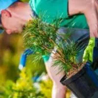 باغبانی ودرختکاری