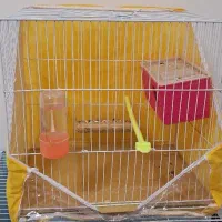 یک جفت مرغ عشق مولد دارن آغل گرم میکنن|پرنده|مشهد, شاهد (شهرک غرب)|دیوار