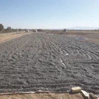 تخمه ریز آفتابگردان بذری