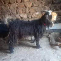 بهده بز بیگ میش کهره|حیوانات مزرعه|شهرکرد, |دیوار