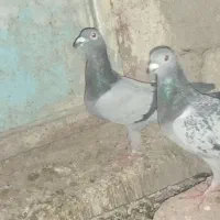 چند جفت کبوتر بفروش میرسد|پرنده|سراوان, |دیوار