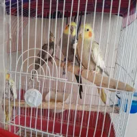 عروس هلندی مولد با دوتا جوجه هاش